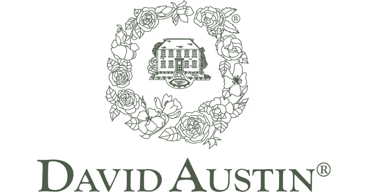 Róże David Austin