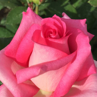 Róża wielkokwiatowa ALTAMODA®