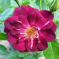 Róża rabatowa ROYAL CELEBRATION®