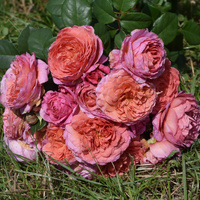 Róża wielkokwiatowa EISVOGEL®