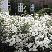 Róża okrywowa SCHNEEKÖNIGIN®