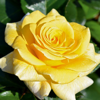 Róża wielkokwiatowa CASSINI®