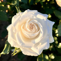 Róża wielkokwiatowa ANNAPURNA