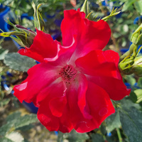 Róża pnąca DORTMUND®