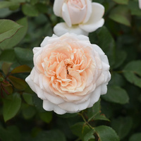 Róża wielkokwiatowa COURAGE®