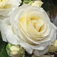 Róża wielkokwiatowa CHOPIN