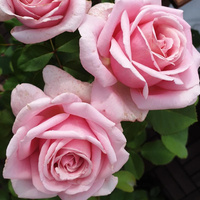 Róża wielkokwiatowa FREDERIC MISTRAL®