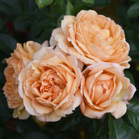 Róża wielkokwiatowa CAPRI®