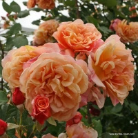 Róża pnąca ALOHA®