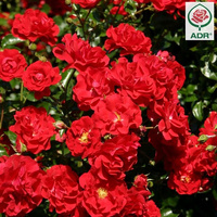 Róża okrywowa SALSA®