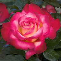 Róża wielkokwiatowa DICK CLARK®