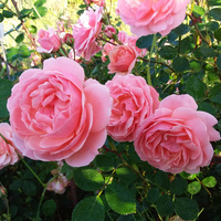 Róża pnąca WINTERFELL®