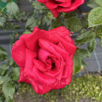 Róża pnąca RED FLAME®