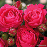 Róża wielkokwiatowa CHERRY LADY®