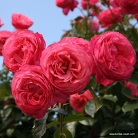 Róża pnąca ROSANNA®