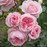 Róża pnąca KISS ME KATE®