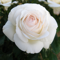 Róża wielkokwiatowa ELVIS®