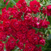 Róża pnąca RAMBLING ROSIE