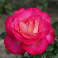 Róża wielkokwiatowa CORFU®