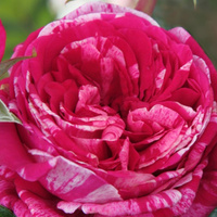 Róża wielkokwiatowa CRAZY FASHION®