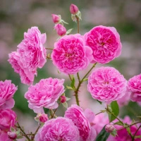 Róża angielska HARLOW CARR®