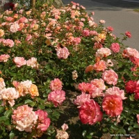 Róża okrywowa CUBANA®