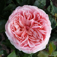 Róża wielkokwiatowa AMOROSA®