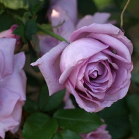 Róża pnąca INDIGOLETTA