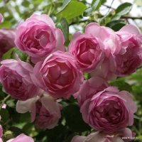 Róża pnąca JASMINA®