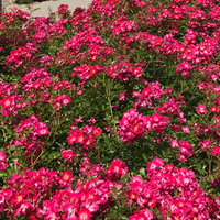 Róża okrywowa MARATHON®