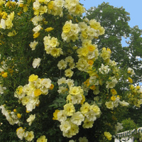 Róża pnąca GOLDEN AGE®