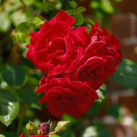 Róża pnąca SANTANA®