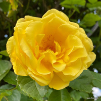 Róża pnąca GOLDEN GATE®