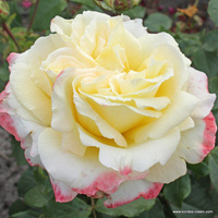 Róża wielkokwiatowa ATHENA®