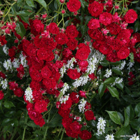 Róża pnąca CRIMSON SILUETTA®