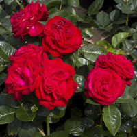 Róża wielkokwiatowa DOMINICA®