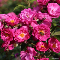 Róża pnąca PERFUMY SILUETTA®