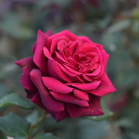 Róża wielkokwiatowa GRAFIN DIANA® Parfuma