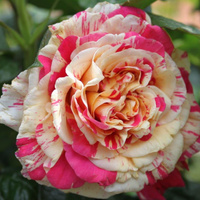 Róża pnąca VANILLE FRAISE