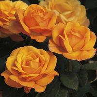 Róża wielkokwiatowa GOOD AS GOLD®