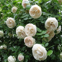 Róża pnąca PALAIS ROYAL / WHITE EDEN ROSE®