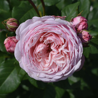 Róża pnąca DIVINA®