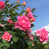 Róża pnąca PARFUM ROYAL CLG®