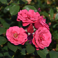 Róża pnąca ETIUDA