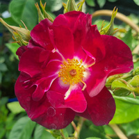 Róża pnąca NIGHT OWL®