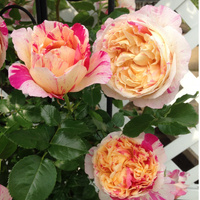 Róża pnąca JULIE ANDRIEU®