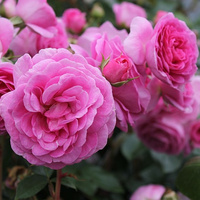 Róża pnąca OZEANA®