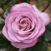 Róża wielkokwiatowa BLUE GIRL®