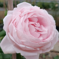 Róża pnąca NAHEMA