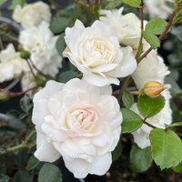 Róża okrywowa SEA FOAM